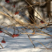 До весны уцелели :: sorovey Sol До весны уцелели :: sorovey Sol