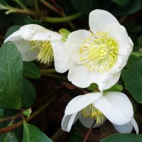 Зацвёл Морозник :: Aida10 