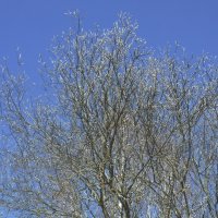 вербочка :: Елена Сухорученкова