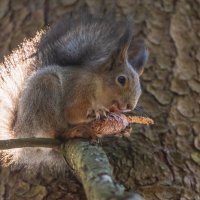 Вкусная шишка. :: Виктор Евстратов