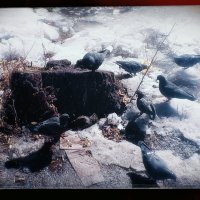 Весна и пень остров :: Игорь Солдаткин