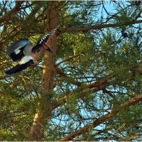 Сойка :: Валентин Котляров