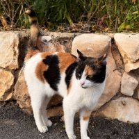 Моя кошка :: Александр Деревяшкин