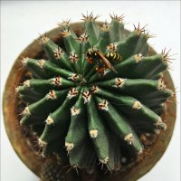 Кактус! :: Надежда 