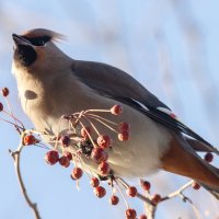 Свиристель :: Виктор Иванович Чернюк