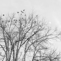 Мечты о  ч/б Лейке 74. :: Михаил Елочкин