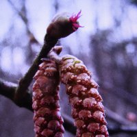 Орешник зацветает :: Людмила Смородинская