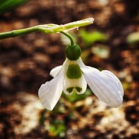 Весной :: Мариша Тим