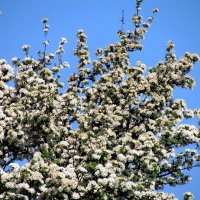 Весна :: Роман Савоцкий