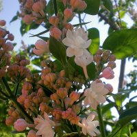 Весна :: Роман Савоцкий