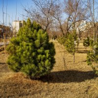 Весна :: Анатолий Чикчирный Весна :: Анатолий Чикчирный