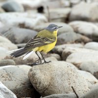 желтая трясогузка :: юрий макаров