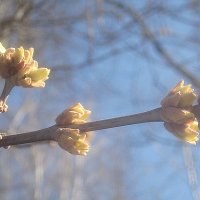 Пробуждение :: Елена Семигина