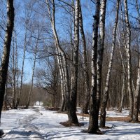 Мартовские берёзы. :: Люба Мартовские берёзы. :: Люба