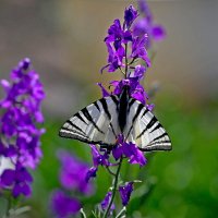 Подалирий :: Aleksandr .