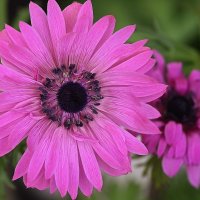 анемона адмирал :: Aleksandr .