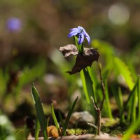 Пролеска :: Игорь Шевченко