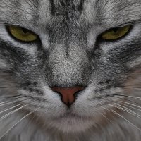 взгляд :: Aleksandr .