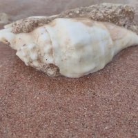 На берегу Красного моря :: Ирэн 