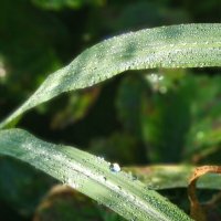 Утренняя роса :: Тамара Лисицына