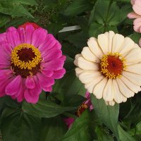 Цинии :: Freddy 97 Цинии :: Freddy 97