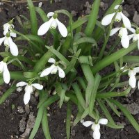 Подснежники :: Freddy 97 Подснежники :: Freddy 97