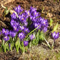 весна :: ИННА ПОРОХОВА