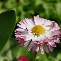 Зарисовка. :: Alexey YakovLev