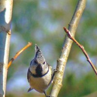 хохлатая синица или гренадёрка :: gawrilа - dan