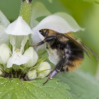 ... :: civettina ...