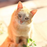 Красавчик. :: Оля Богданович