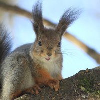 К нам пришла белочка.... :: Ninell Nikitina