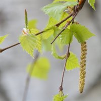 Береза распустила  листочки чуть зеленые свои... :: Надежда Куркина 
