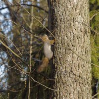Паровые белочки :: Алексей Булак