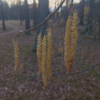 Орешник :: Сапсан 