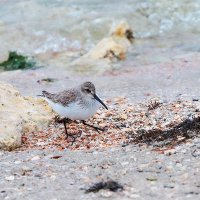 Кулик и море :: Светлана Тихонина