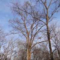 прогулка :: Наталья Штанулина