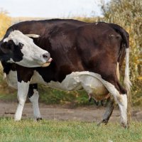 Коровка. :: Андрей Катков