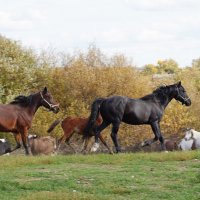 лошадки... :: Андрей Катков