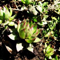 Молодило проснулось :: Людмила Смородинская Молодило проснулось :: Людмила Смородинская