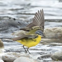 желтая трясогузка :: юрий макаров
