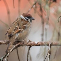 Воробушек. :: Виктор Евстратов