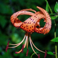 лилия тигро́вая :: Aleksandr . лилия тигро́вая :: Aleksandr .