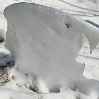 УХОДЯЩАЯ НАТУРА(в профиль) :: Юрий Вовк