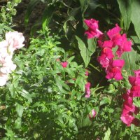 Львиный зев (антирринум) :: Дмитрий Никитин