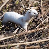 Ласка в зимней шубке. :: Владимир Безбородов