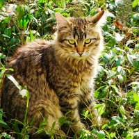 Кошка на клумбе. :: Милешкин Владимир Алексеевич 