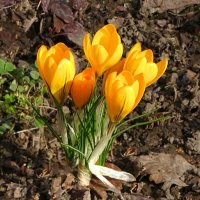 Крокусы на городской клумбе. :: Милешкин Владимир Алексеевич 