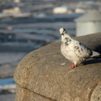 *** :: Наталья Герасимова