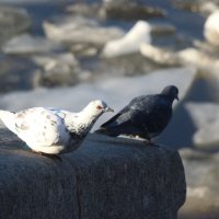 Весна и голуби :: Наталья Герасимова